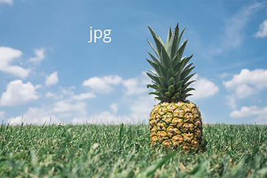 pinapple in a field