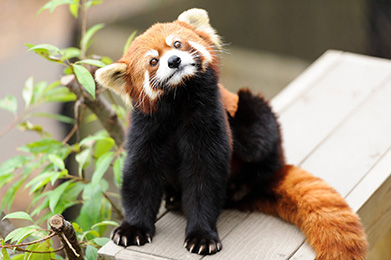 a red panda being it's natural self which is awesome and is stretching